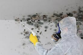 Why You Should Choose Our Mold Remediation Services in Sulphur, OK